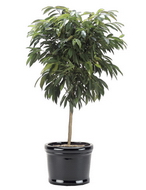 بنجامین آمستل